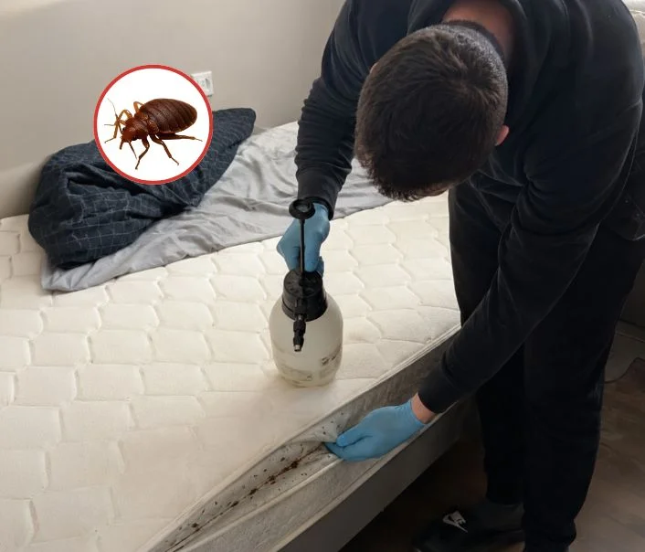 Technicien traitant un matelas contre les punaises de lit à Chennevières-lès-Louvres